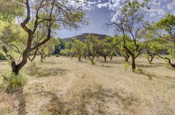 Finca rústica  con cultivo de almendros y olivos junto al Pou Clar, Ontinyent, Valencia