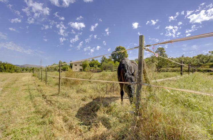 Finca rústica  con cultivo de almendros y olivos junto al Pou Clar, Ontinyent, Valencia