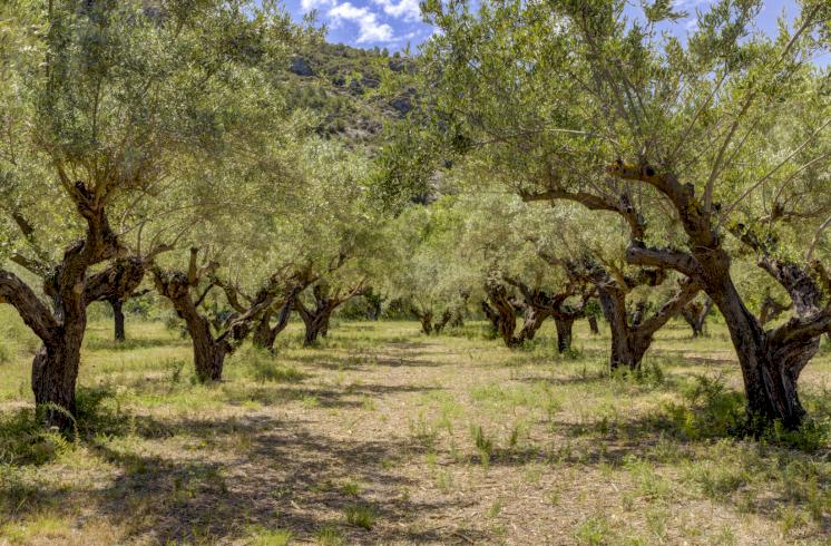Finca rústica  con cultivo de almendros y olivos junto al Pou Clar, Ontinyent, Valencia